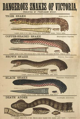 Deadly snakes poster published by Museum Victoria in 1877