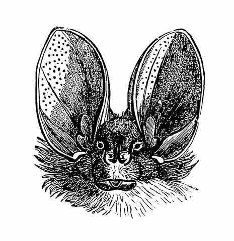 The Desert Long Ear Bat