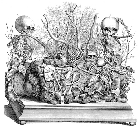 Ruysch "Thesaurus anatomicus", 1701-16: foetal skeletons