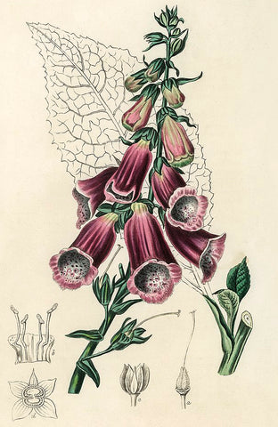 Foxglove with purple flowers