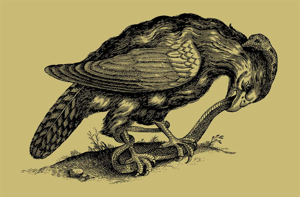 Golden Eagle, from Birds: An Image Archive For Artists & Designers