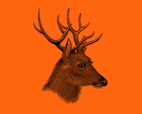 Image of a stag side on facing right