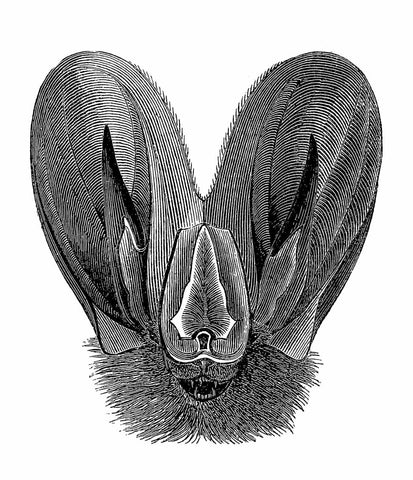 Greater False Vampire Bat