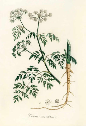 Hemlock illustration