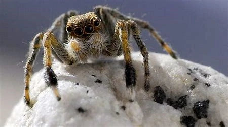 A Himalayan Jumping Spider stands upon a snowy hill.