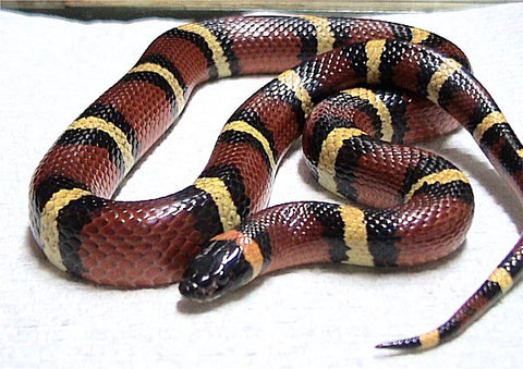 Lampropeltis triangulum annulata. Animal courtesy of Austin Reptile Service.