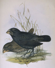 Large Ground-finch (Geospiza magnirostris), one of Darwin's finches. Charles and Chatham Islands, Galapagos Archipelago byJohn Gould (14.Sep.1804 - 3.Feb.1881)