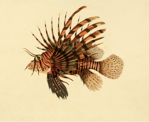 Red Lionfish