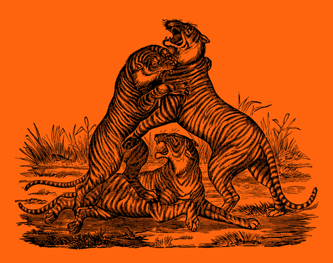 Illustration of tigers fighting