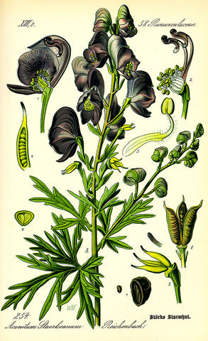 Monkshood