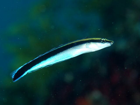 False cleanerfish by Izuzuki 