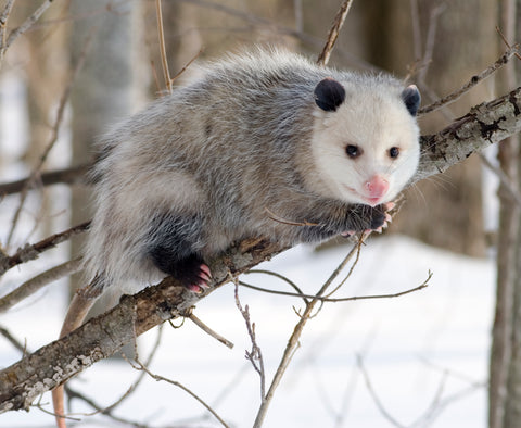 North American opossum by Cody Pope