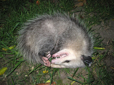 Virginia opossum (Didelphis virgiana) feigning death by Tony Alter