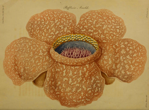 Rafflesia /.  London :Printed by Richard and Arthur Taylor,1821