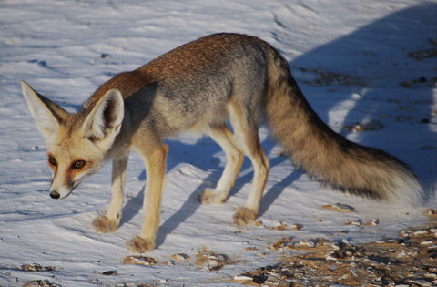 Rüppels Fox in Egypt