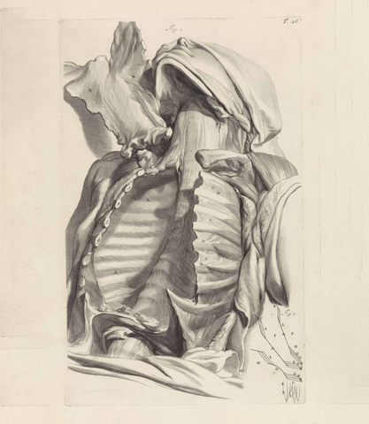 Anatomical study of the chest cavity, engraving, 1685