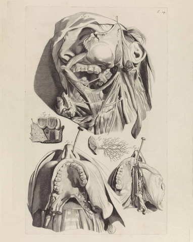 Anatomical study of the jaw and mouth, engraving, 1685.