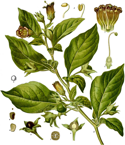 Atropa Belladonna illustration