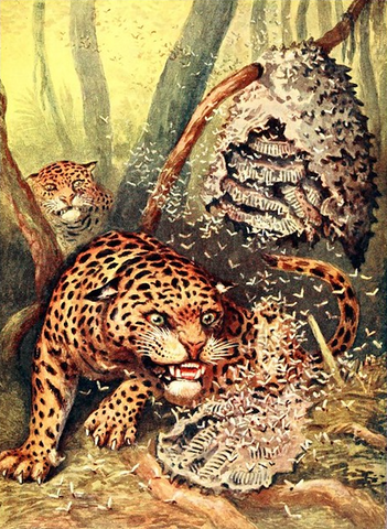 Nest of a honey wasp attacked by a jaguar