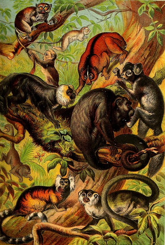 Various monkeys; Spectrum Tarsier, Saki, Marmoset, Slow Lemur, Howling Monkey, Squirrel Monkey, Aye Aye