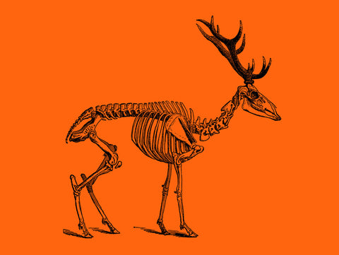 Skeleton of a stag