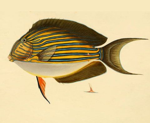 Lined Surgeonfish