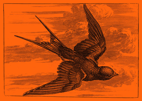 Illustration of a swallow