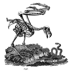 The skeletons of an eagle, swan, ostrich and a crane. Engraving by Lodge after Brown.