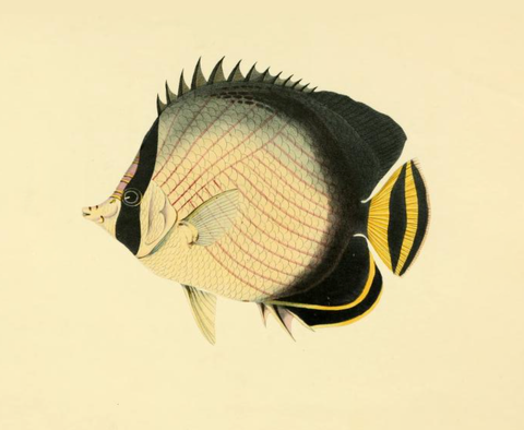  Vagabond butterflyfish