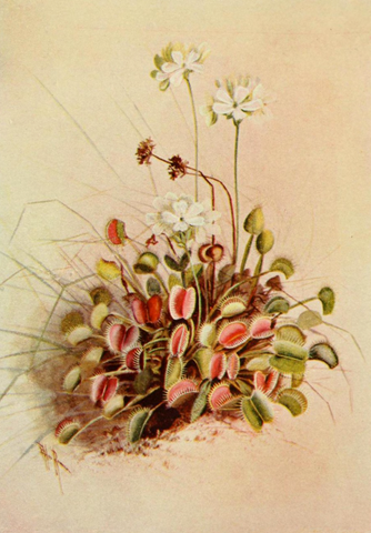 Venus Fly-trap. (Dionaea muscipula). A guide to the wild flowers, by Alice Lounsberry (1899)