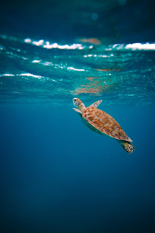 Turtle swimming in ocean