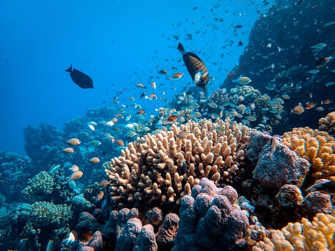 Fish swimming near a coral reef. Photo by Francesco Ungaro