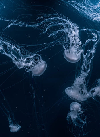 Jellyfish swimming in the ocean. Photo by Joel Filipe 