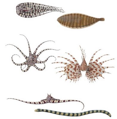 Image showing the Mimic Octopus copying various species and the original species they are imitating. By Liquid Earth Blog 