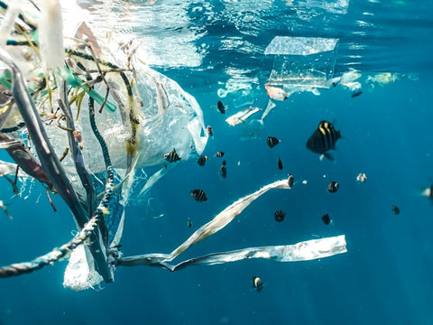 Fish swimming in water with plastic and rope. Photo by Naja Bertol Jensen  