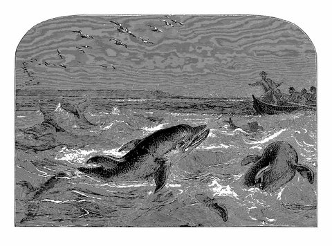 A black and white etching of a pod of dolphins chasing a boat