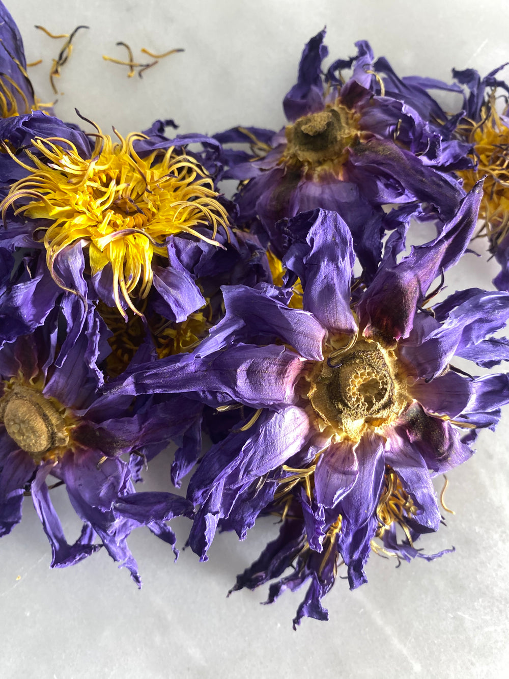 Organic Blue Lotus Dried Flowers • Lotus Factory