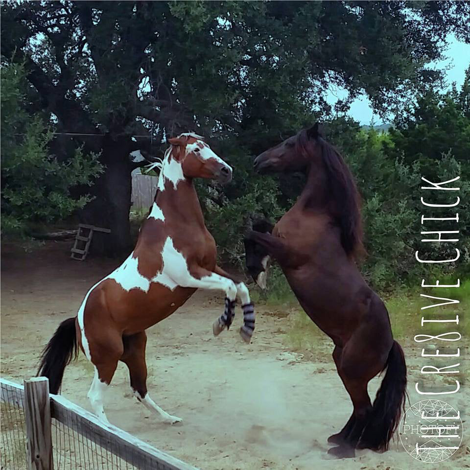 Beautiful Horses Playing Jumping Shampoo