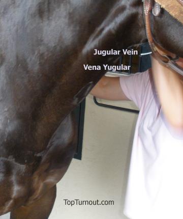 Cooling horses via juglar vein in barn and at ring