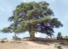 Charger l&#39;image dans la galerie, HE Cèdre de l&#39;Atlas, BIO Maroc (Cedrus atlantica (Carrière))
