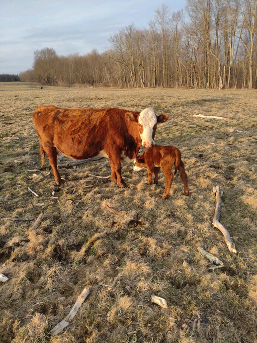 🐄 FREEDOM FARMS- RUNNING OUT OF BEEF!