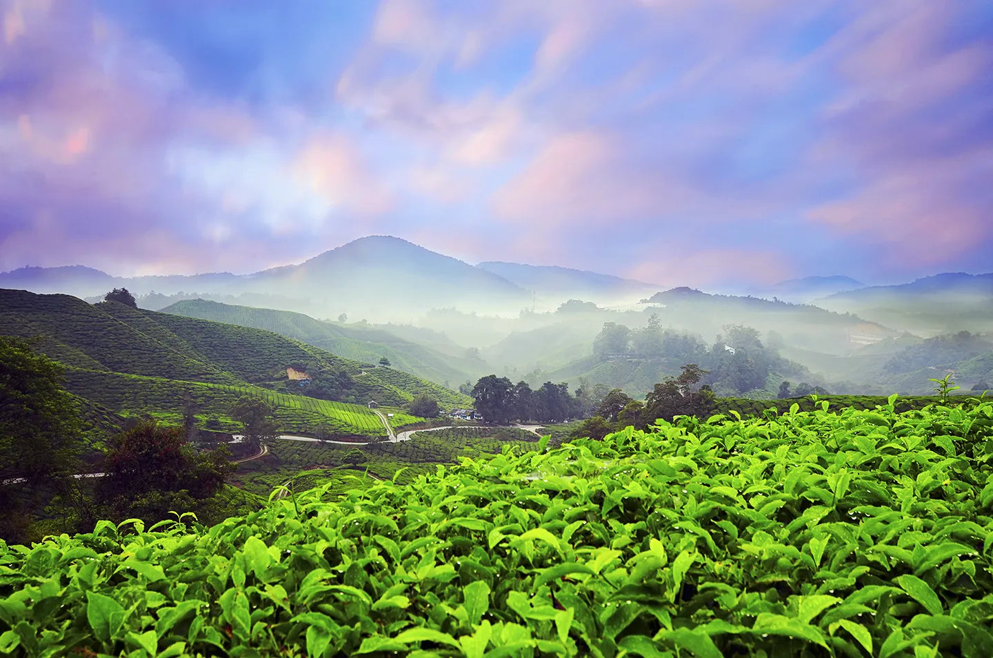 Tea farm in Kenya with lush green tea plants and purple sky
