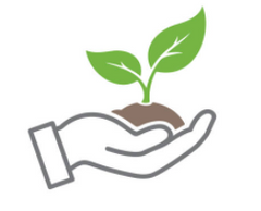 image of a hand holding a seedling