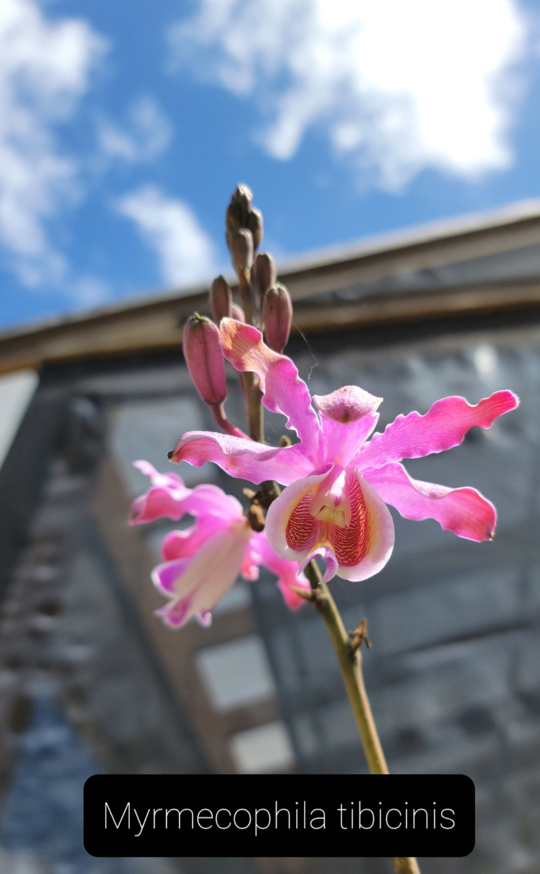 Myrmecophila tibicinis – Orquídeas del Turabo