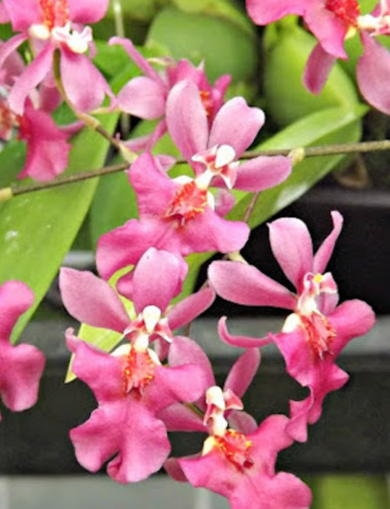 Oncidium Twinkle 'Pink Profusion' – Orquídeas del Turabo
