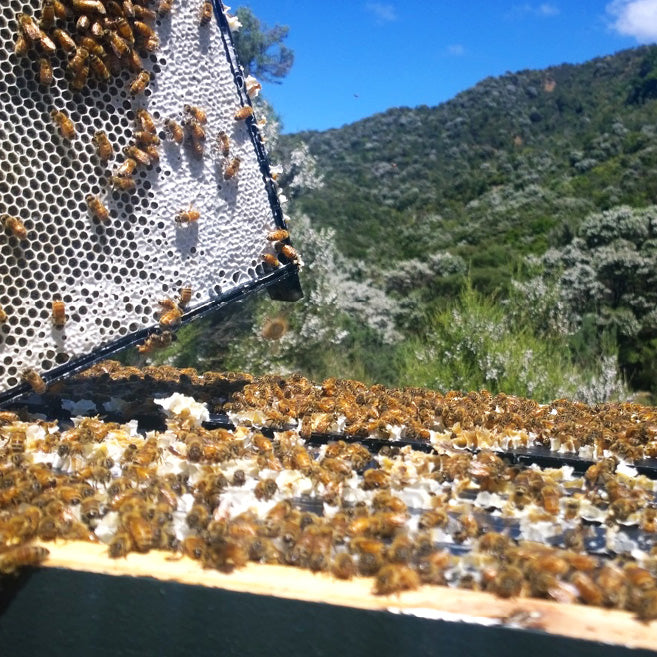 honey exporters new zealand