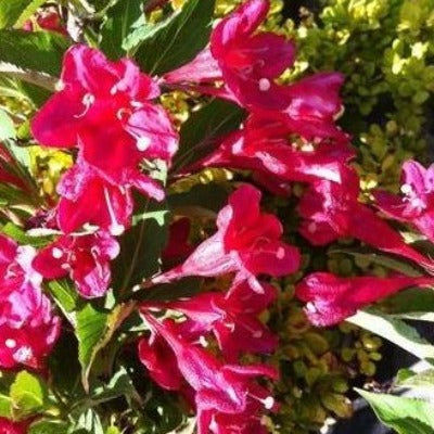 Image of Weigela florida 'Froebelii' plant