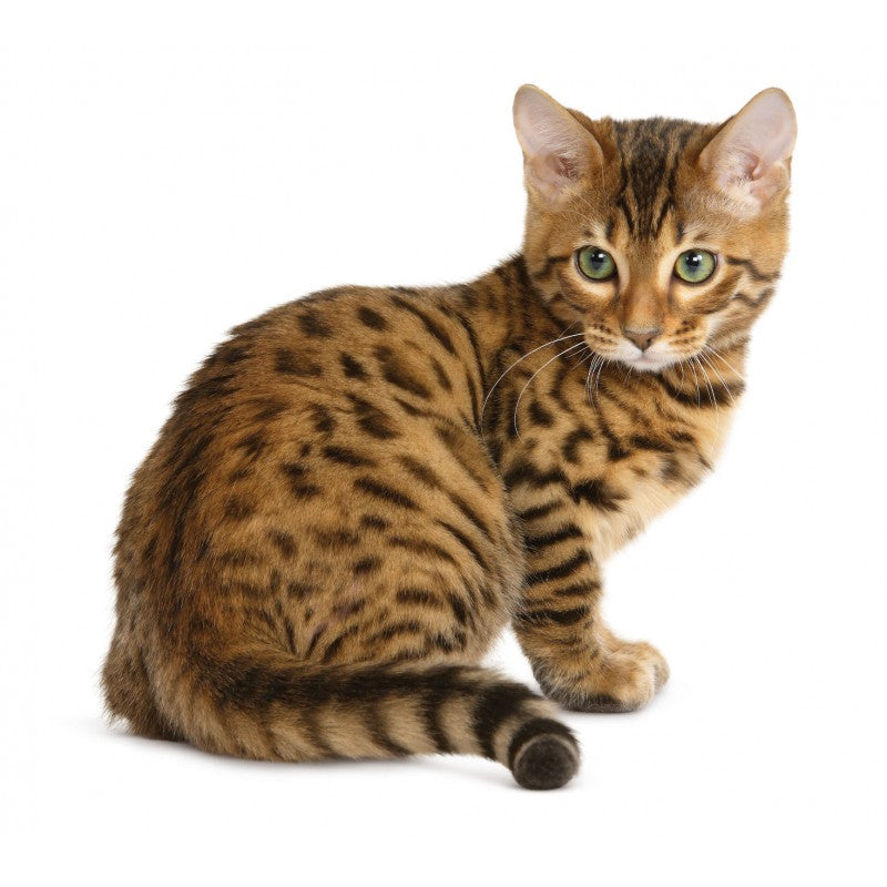 royal canin bengal cat