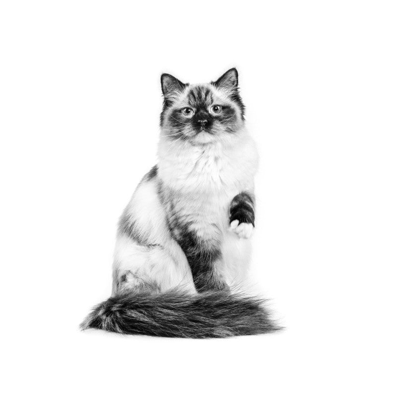 royal canin for ragdoll cats