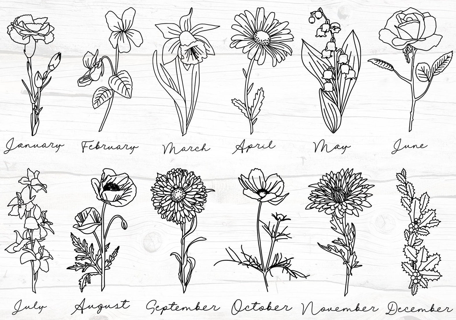 september flower of the month drawing